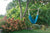 Hammock Universe Hammock Chairs Colombian Hammock Hanging Chair - Deluxe