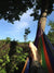 Hammock Universe Hammocks Mayan Hammock - Double